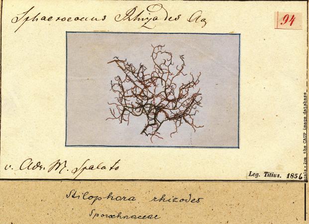 Stilophora tenella 94.jpg